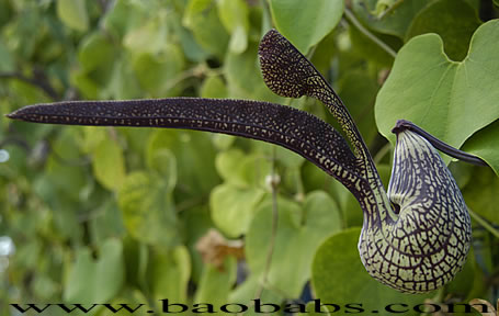 Aristolochia ringens